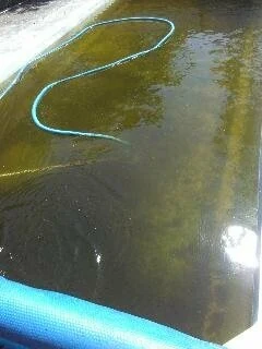 A pool gone green before treatment